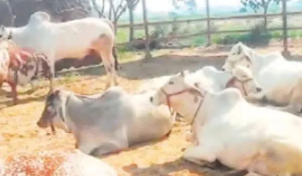 जैसलमेर में कर्रा रोग से 500 से अधिक गोवंश की मौत !