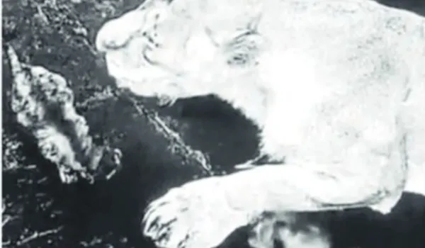 शेरनी 'तारा' ने दिया दो शावकों को जन्म