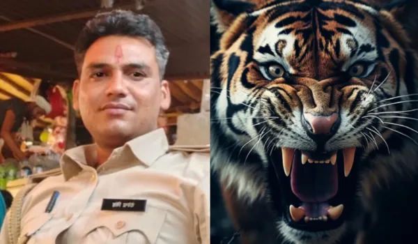 फिर टाइगर का हमला... रेंजर की दर्दनाक मौत