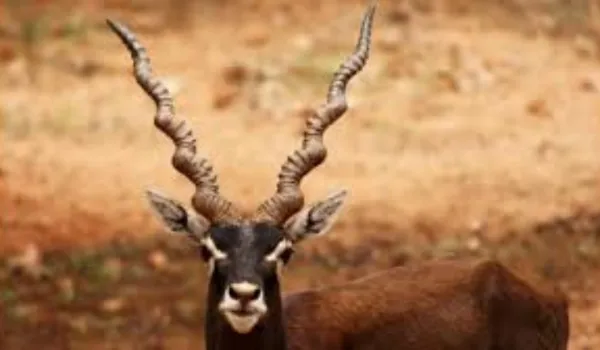 सैफ, तब्बू और सोनाली समेत फिल्मी सितारों के खिलाफ फिर होगी सुनवाई