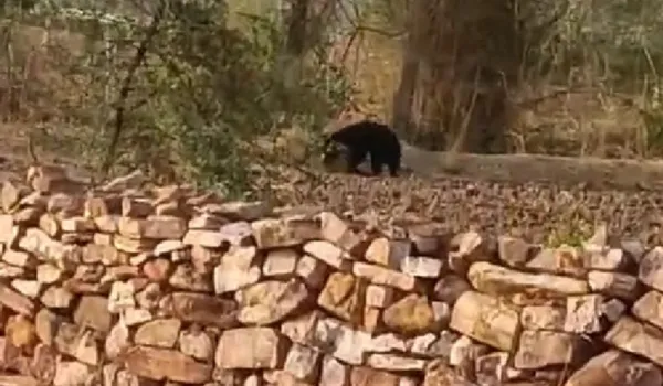 चित्तौड़गढ़ में फिर दिखा भालू, बनाया वीडियो