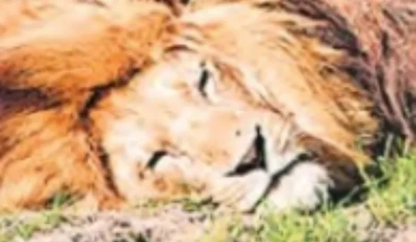 बेबेसिया वायरस संक्रमण का संदेह गिर में पांच शेरों की मौत