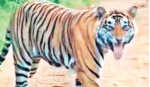 सदर रेंज में दिखा टाइगर ST-2304, पर्यटक हुए रोमांचित