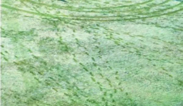 बर्फीली हवाओं ने बढ़ाई ठिठुरन... जयपुर में पारा @ 13°