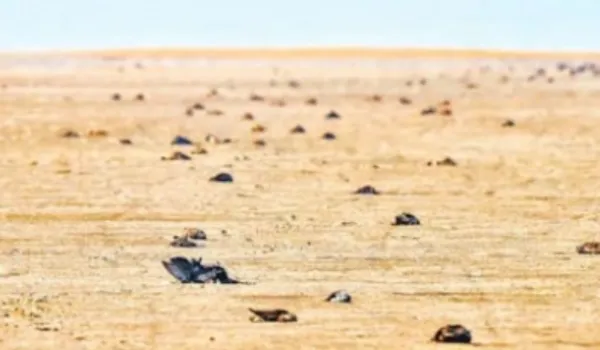 10 दिन में 66 से अधिक पक्षियों की मौत, प्रशासन अलर्ट