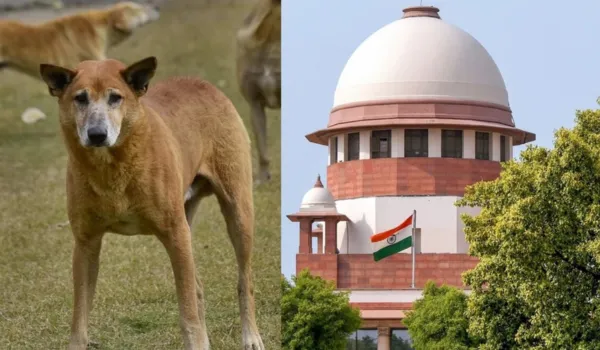 आवारा श्वानों से मुक्त होंगे प्रदेश के सार्वजनिक स्थल