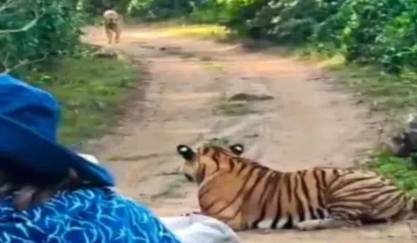 टूरिस्ट की जिप्सी के आगे आया बाघ, सामने से आई बाघिन