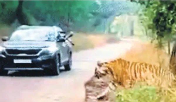 त्रिनेत्र गणेश मंदिर मार्ग पर फिर टाइगर का मूवमेंट