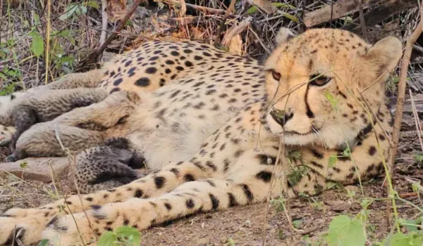 भारत में जन्मी चीता 'मुखी' ने कूनो में दिए 5 शावक