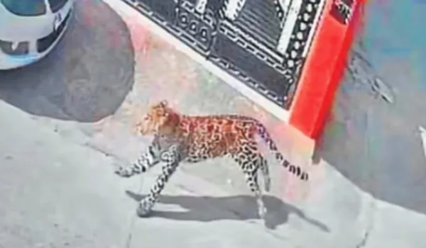 VVIP क्षेत्र सिविल लाइंस में घुसा लेपर्ड... 3 घंटे हड़कंप