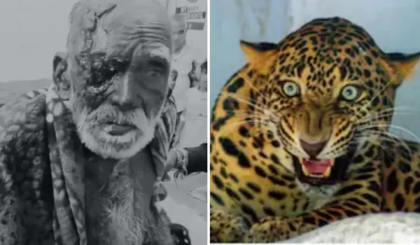 लेपर्ड ने खेत में बुजुर्ग को हमला कर किया लहूलुहान