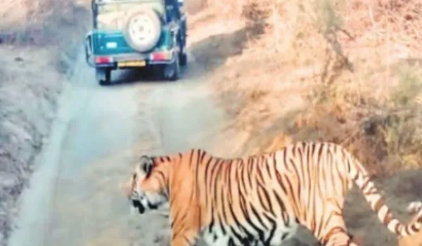 टाइगर और शावकों के दीदार से खिल उठे पर्यटकों के चेहरे