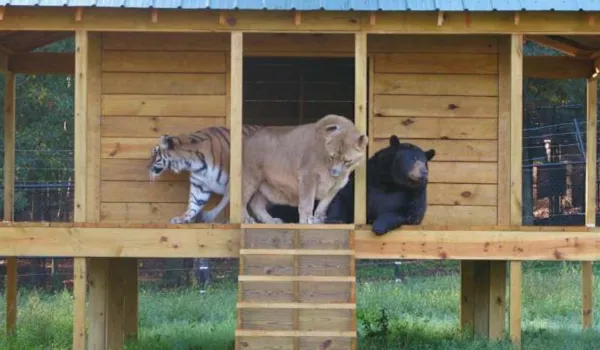 बाघ, तेंदुआ और भालू को मिलेगा नया घर... तैयार होंगे एनक्लोजर