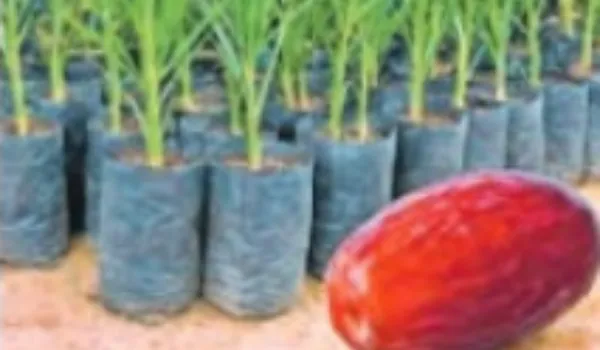 सरकारी योजना में 'खजूर' का घोटाला... FIR से खुला राज