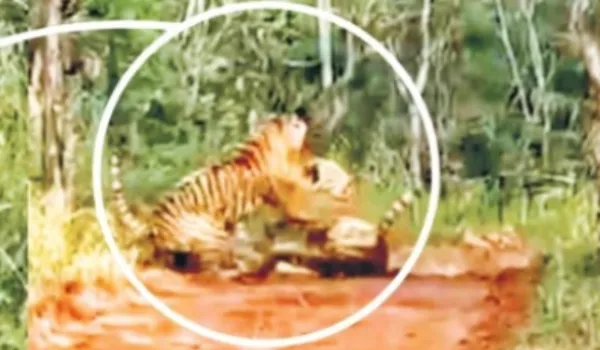 इलाके को लेकर मां-बेटी बाघिनों के बीच खूनी संघर्ष