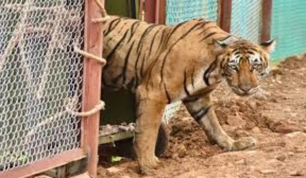 राजस्थान में दहाड़ेंगे मध्यप्रदेश व महाराष्ट्र के सात बाघ-बाघिन