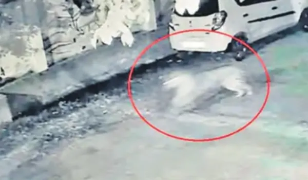 आवासीय कॉलोनी में लेपडे का मूवमेंट, लोगों में दहशत