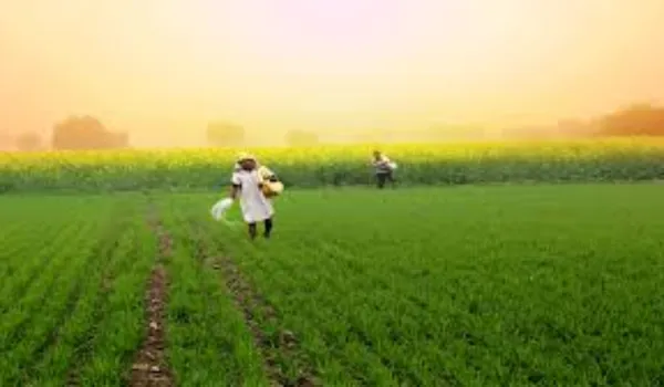 प्रदेश में चने की 23% और सरसों की 47% बुवाई पूरी