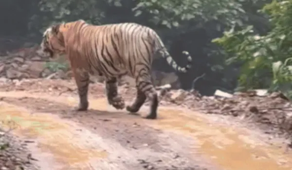 बारिश के बीच टाइगर टी-101 की चहल-कदमी