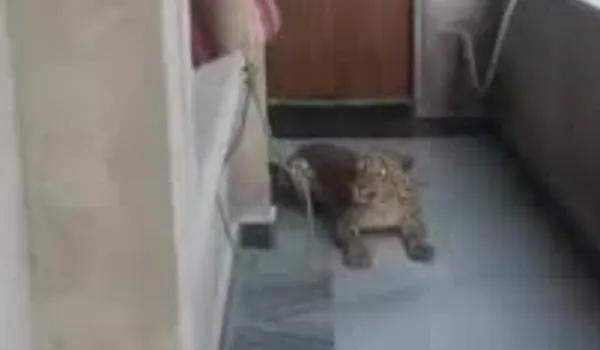 घर में घुसा लेपर्ड, वन विभाग ने किया रेस्क्यू