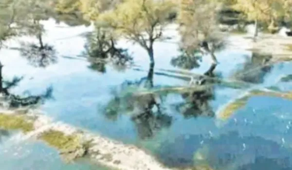 जोजरी नदी में औद्योगिक कचरा... पशु-पक्षियों की मौत