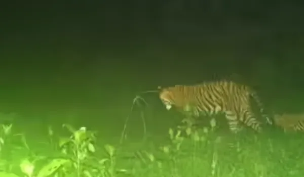 बाघिन ST-2302 ने शावक को दिया जन्म