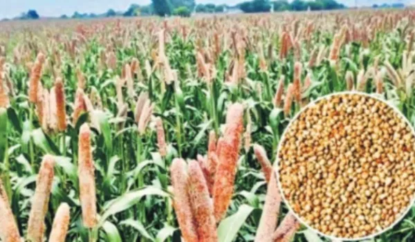 बाजरा बना सुपरफूड, फिर भी एमएसपी पर नहीं हो रही खरीद